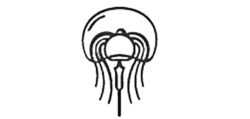 クラゲ文化研究所